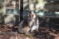 Two Red-necked Pademelons (Thylogale thetis) Ã¢â¬â juvenile